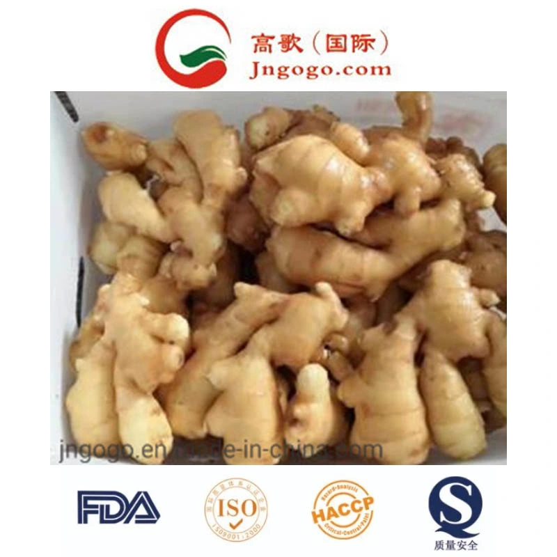 Fresh Shine Yellow Dry Ginger Supplier