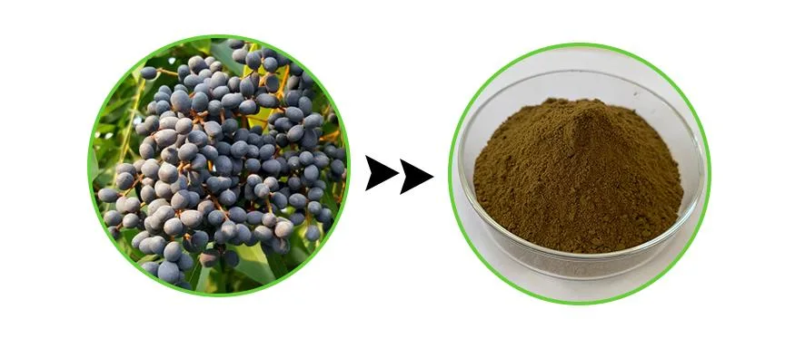 Supply Nv Zhen Zi Glossy Privet Fruit Extract