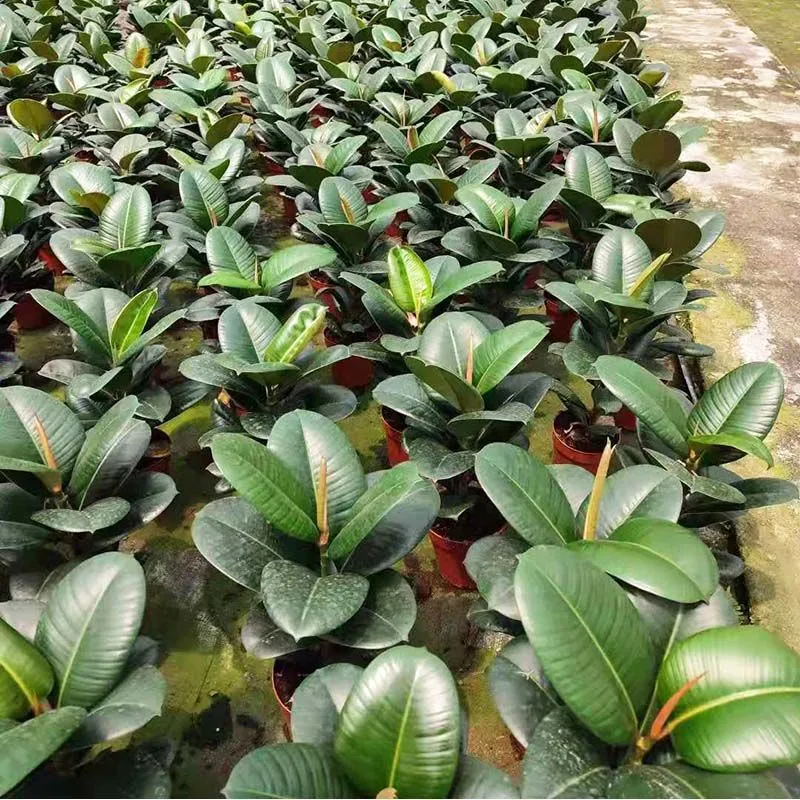 Ficus Microcarpa Ficus Elastica Flor diamante Ficus Verde borracha árvore