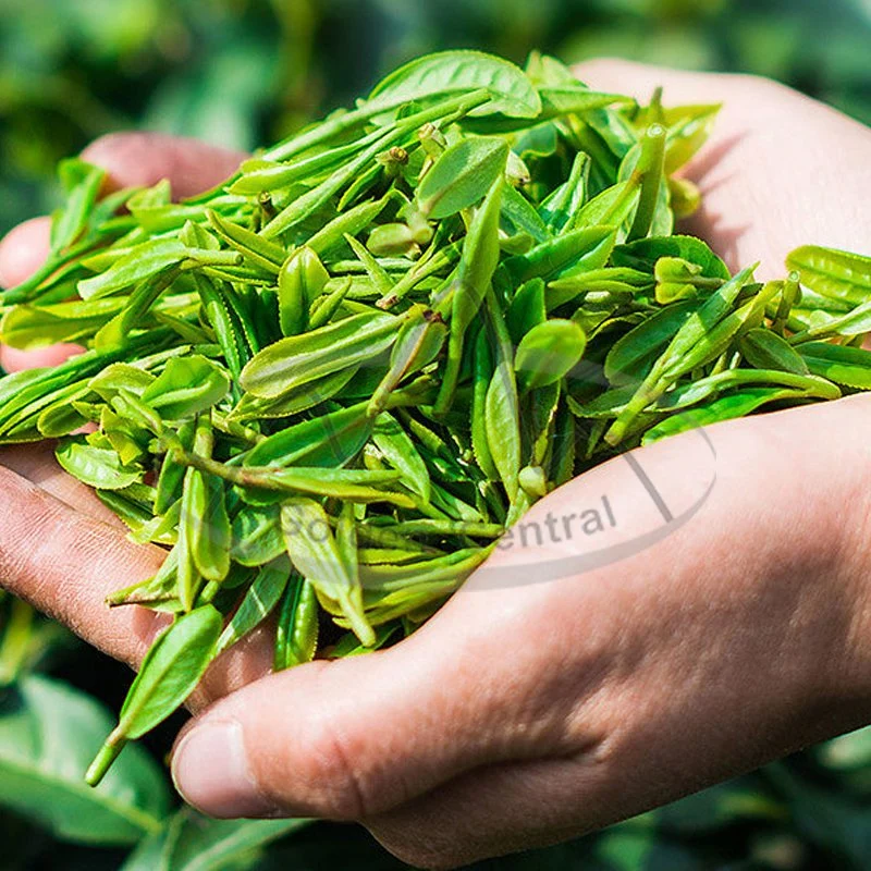 2023 El té verde natural orgánica chinos de ultramar de venta