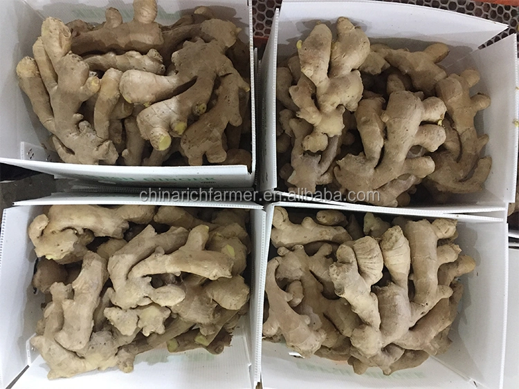 New Crop Fresh Ginger for Sale - Ginger Root Superior Quality From Brazil - Spicy and Fragrant Flavor