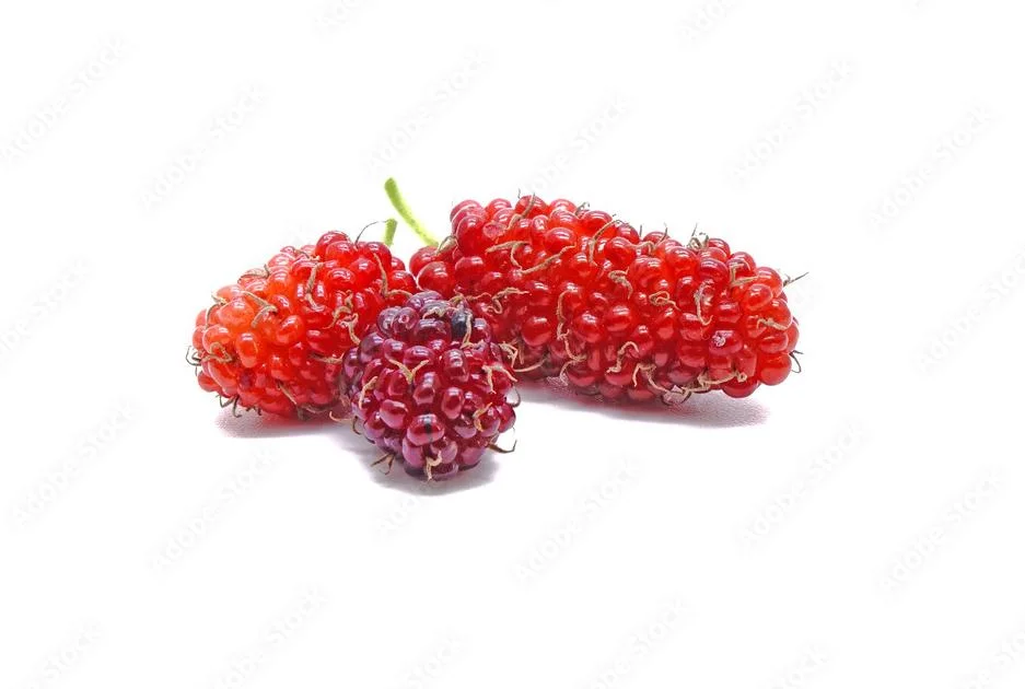 Natural Food Grade Mulberry Fruit Extract Powder Pure Mulberry Powder