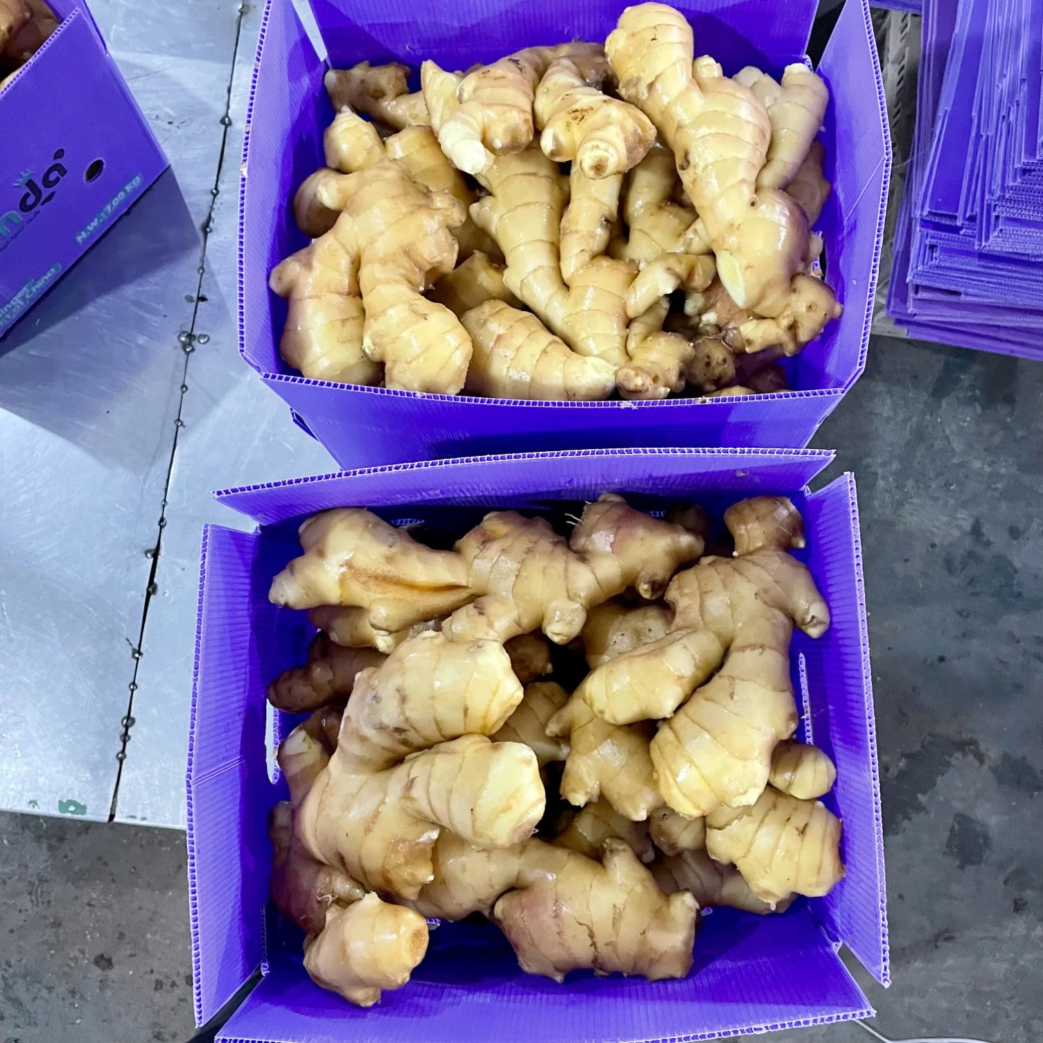 Fresh Ginger From Factory with Good Price New Dry Ginger