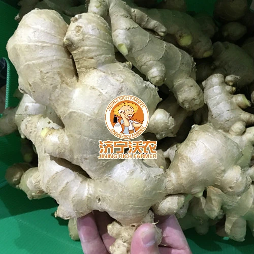 Air Dry Ginger Top Quality 200g Size Net Weight 5kg Box Under 15% Moisture