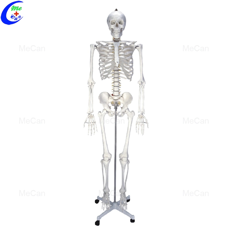 180cm de la anatomía del cuerpo humano artificial modelo esqueleto