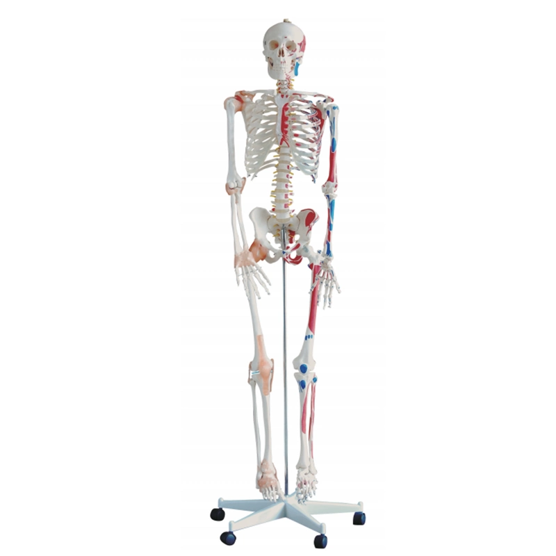 Bas prix PVC Skeleton Mecan formation médicale Dummy Anatomie humaine Modèle anatomique