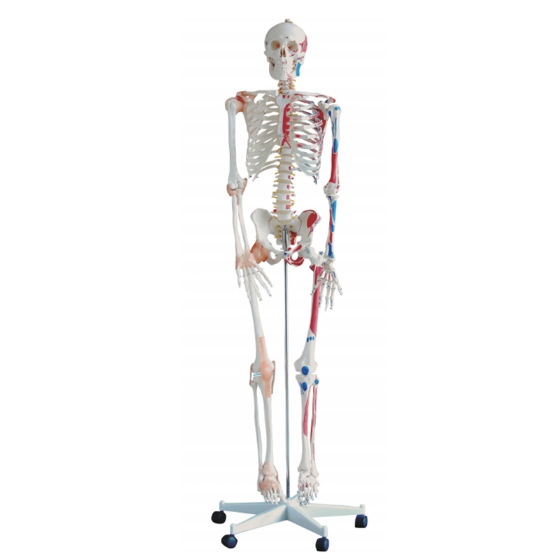 Low Price PVC Skelett Mekannisch Medizinische Ausbildung Dummy Human Anatomical Anatomiemodell