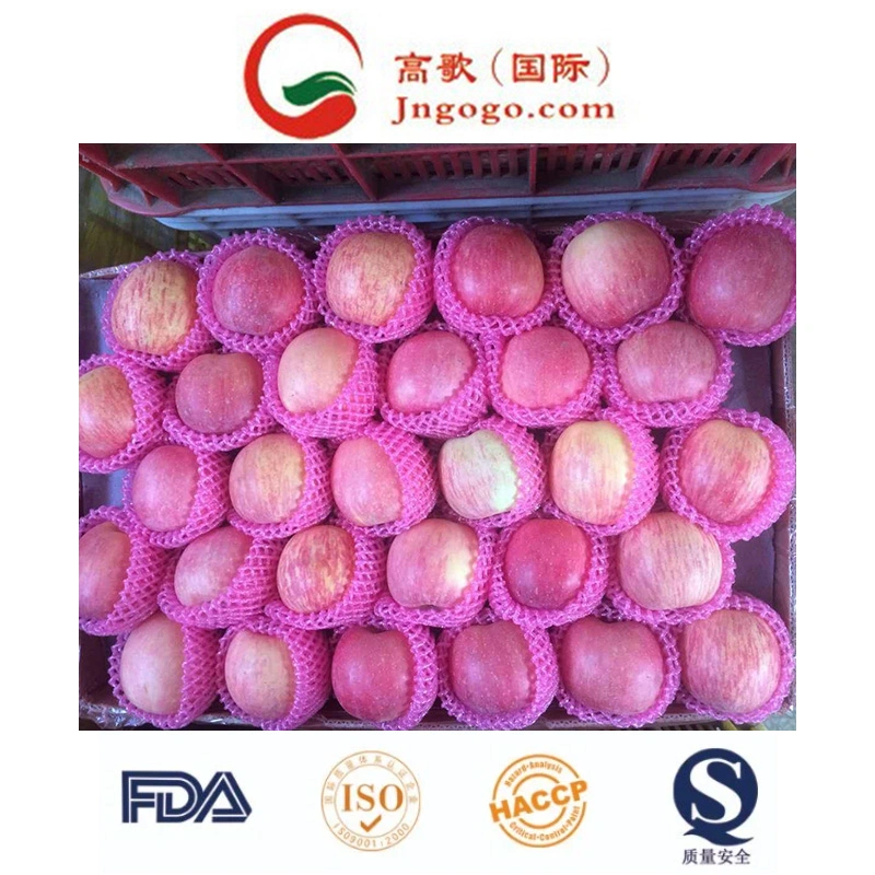 New Crop Fresh Chinese FUJI Apple