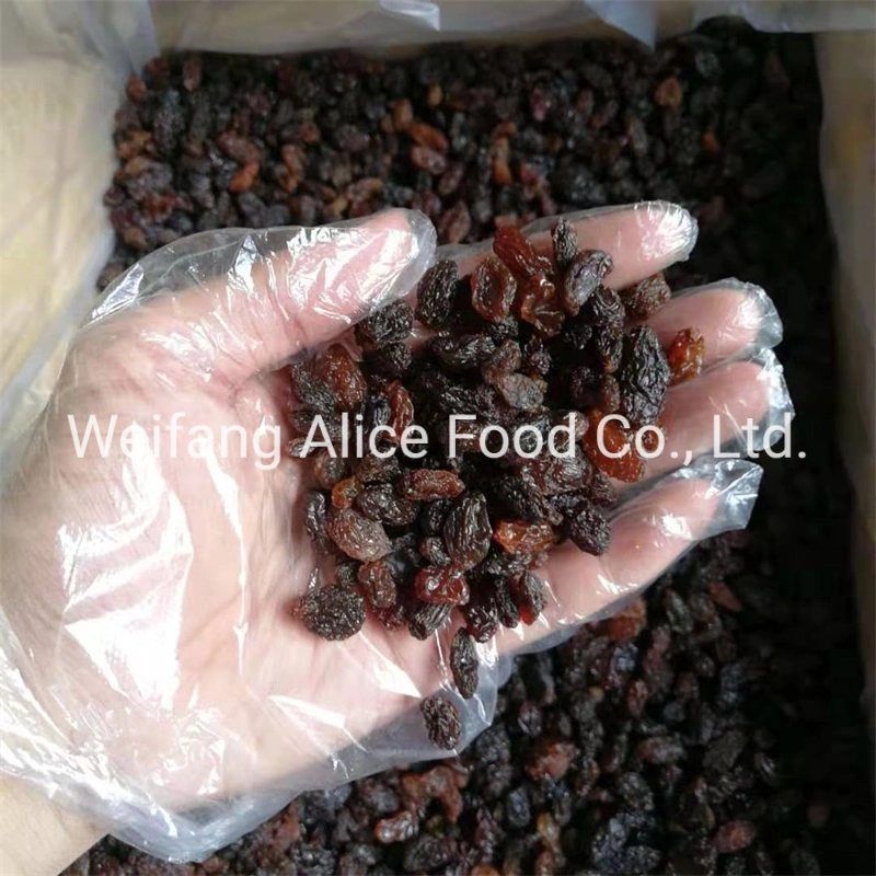 New Crop Halal Kosher Certificated Xinjiang Turpan Raisins Supplier Dried Raisin Black Raisin