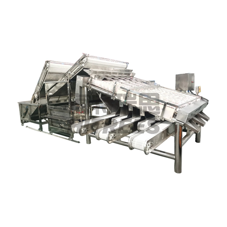 New Design Automatic Shrimp Size Washing Sorting Machine 2000kg/H Grading Machine