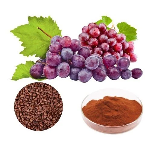 Health food plant extract Grape Seed Extract,CAS 84929-27-1