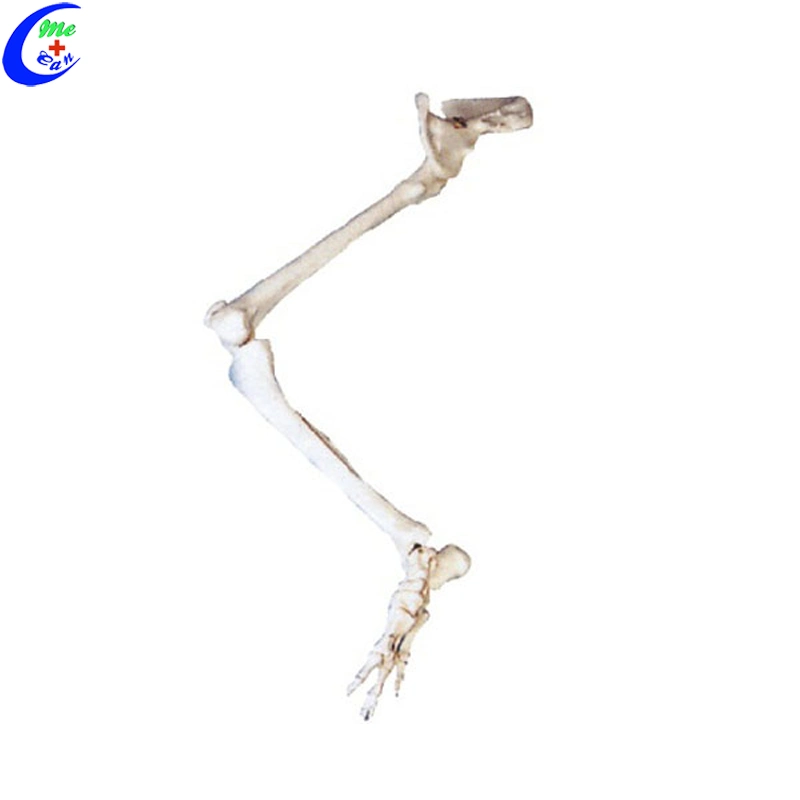 Educational Human Skeleton Hand Bone Model