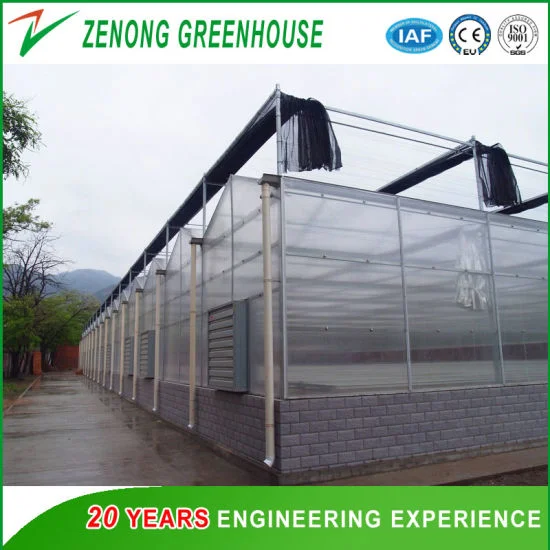 Agricultural/Commercial Double Layer Hollow Plastic PC Greenhouse with Cooling Pad and Fan System for Cooling Down