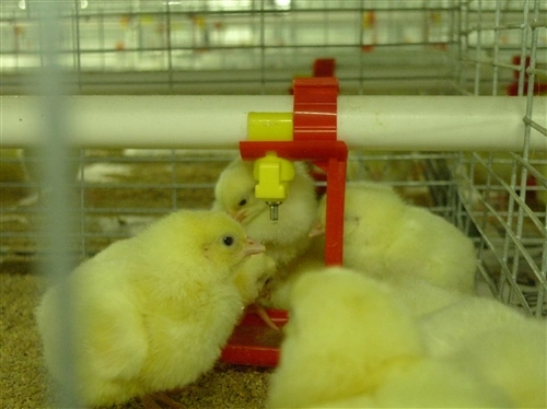 Aves de corral automáticas Equipo de cría de granjas jaula de calderas galvanizadas en caliente