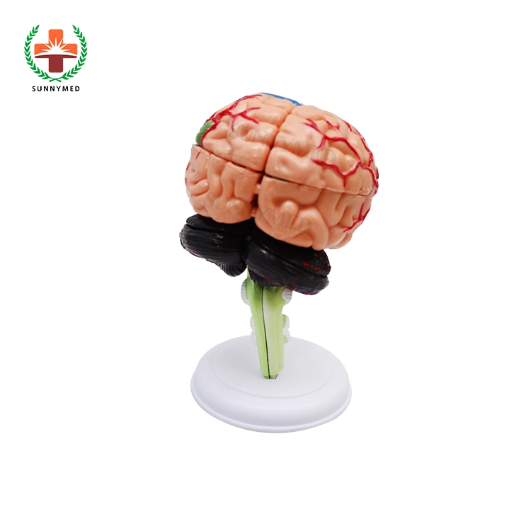 Sy-N012 Medical Teaching Head Brain Model for Salw