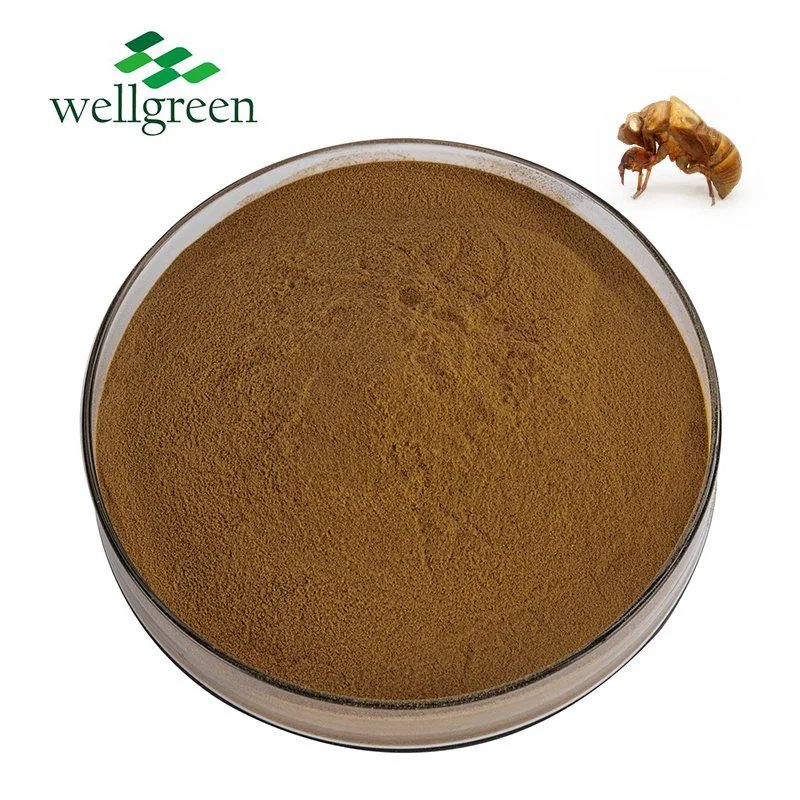 Bulk Pure Natural Dried Chan Tui Periostracum Cicadae PE. Cicada Slough Extract Powder