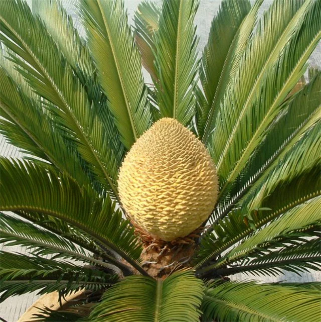 Su tie Bulk ornamental plants evergreen ornamental tree seeds cycad seeds for planting