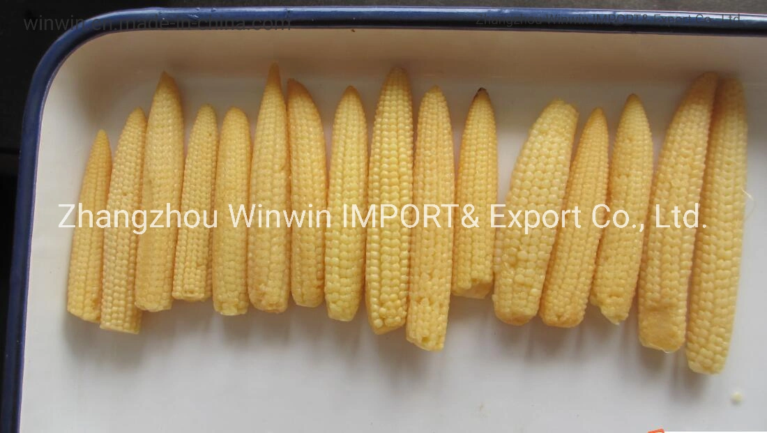 Canned Baby Corn Whole Spear in Brine Good Price