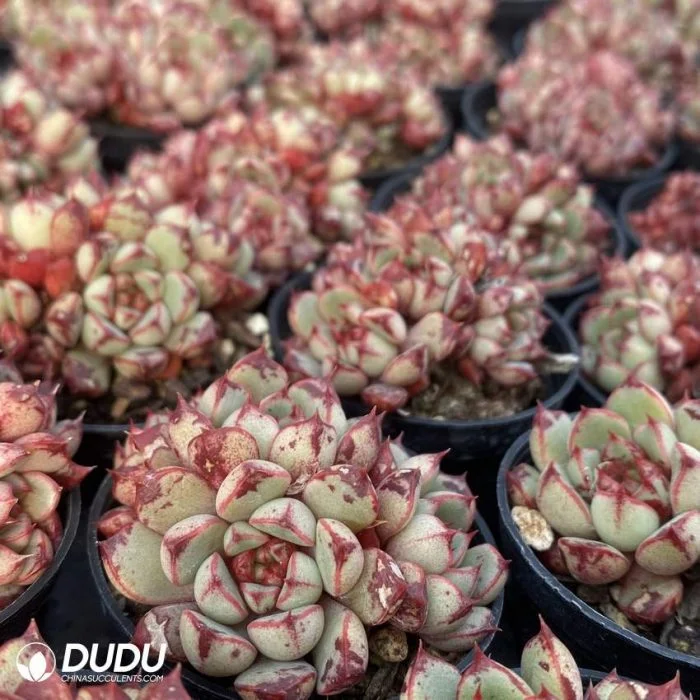 Dudu mottled Real Rare Hardy Echeveria кровь капля Natural Live Сочное