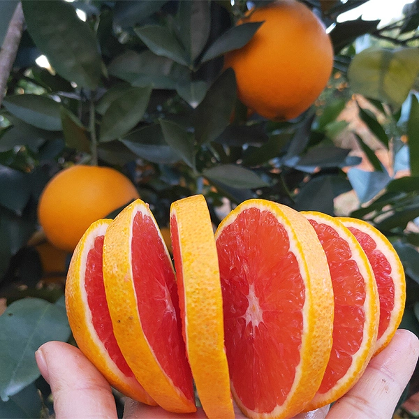 Atacado Orange Citrus Limon / Lemon Tree mudas de Myrica Rubra frutas Mudas de árvore