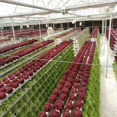 Original Factory Hydroponic System Multi-Span Greenhouse Planting