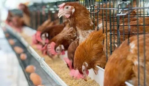 Nível de alimentação de Galinha para os frangos, patos, gansos, perus