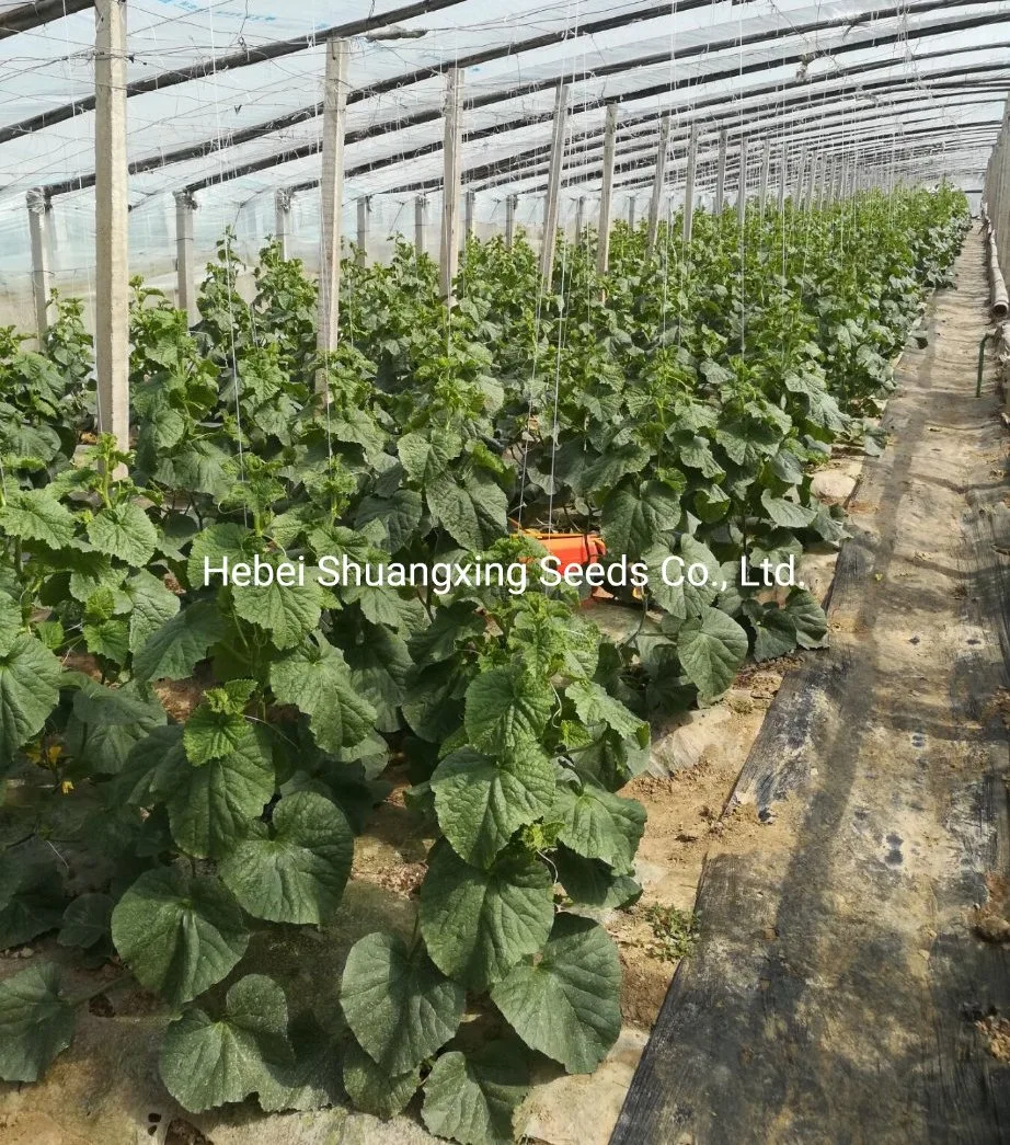 Galia Type Melon Seeds Extremely Early Maturity Melon Seed