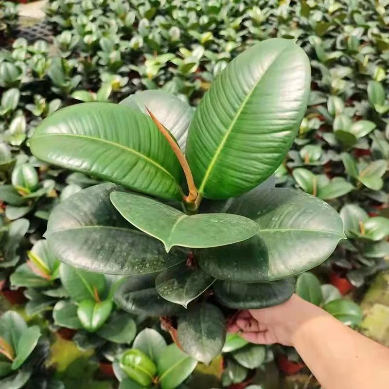 Ficus Microcarpa Ficus Elastica Flor diamante Ficus Verde borracha árvore