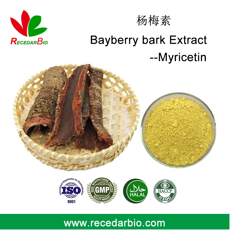 Ready Stock Bayberry Bark Extract Powder 98% HPLC 529-44-2 Myricetin