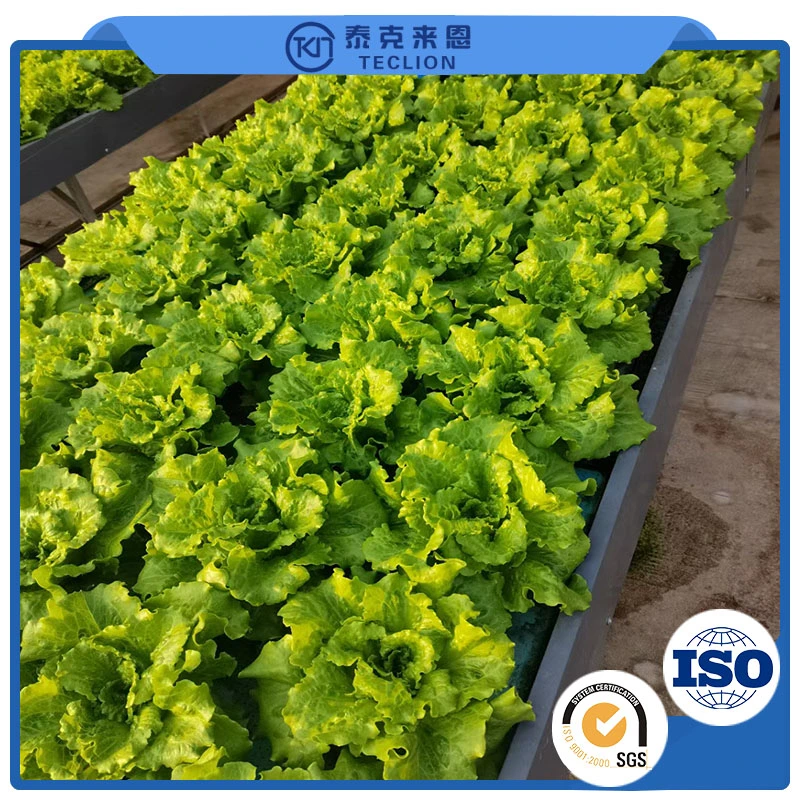 PVC Material Can Be Customized for The Hydroponics System of Vegetable Planting Made in China