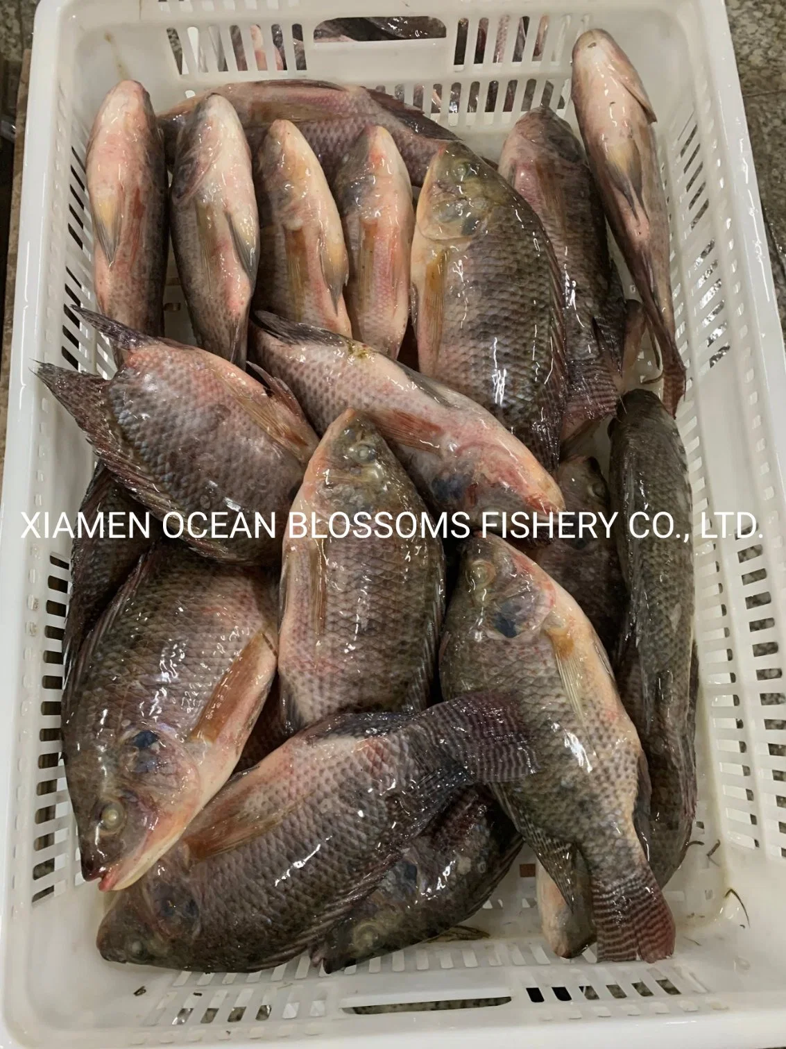 Buy China Live Tilapia 500-800g From Fish Factory Ocean Blossoms