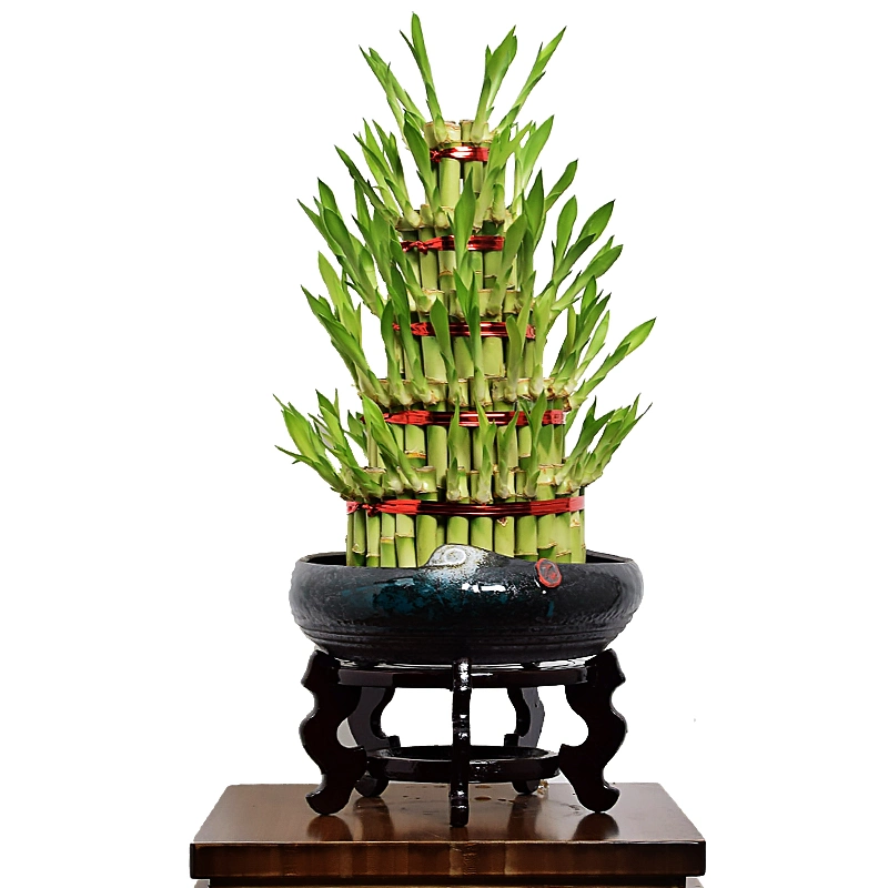 Натуральные живые растения вне помещений Bamboo Bonsai Bamboo Plants S3 Tower Счастливый бамбук