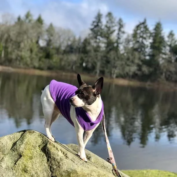 Kalte Wetter Hundekleidung für kleine Hunde Junge oder Mädchen Für den Innen- und Außenbereich