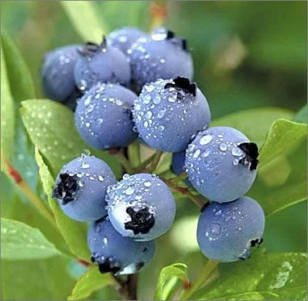 Antioxidant Plant Extract of Bilberry Extract 25% Anthocyanins Powder