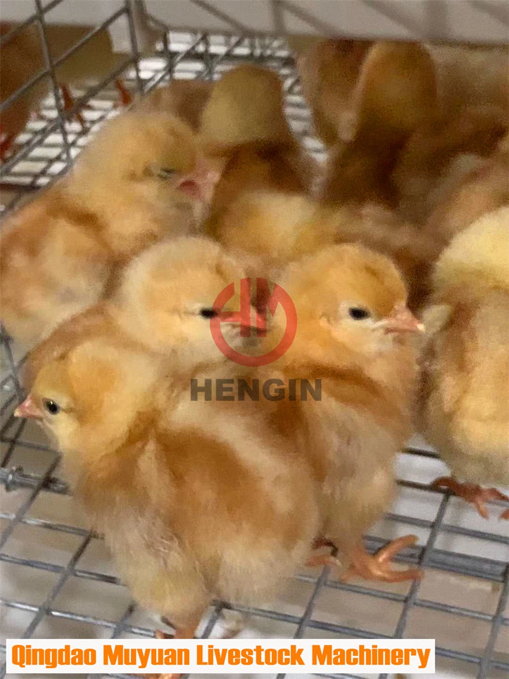 Pullet Cage Manufacturer Automatic Chicken Baby Chicks Feeding Battery Cages