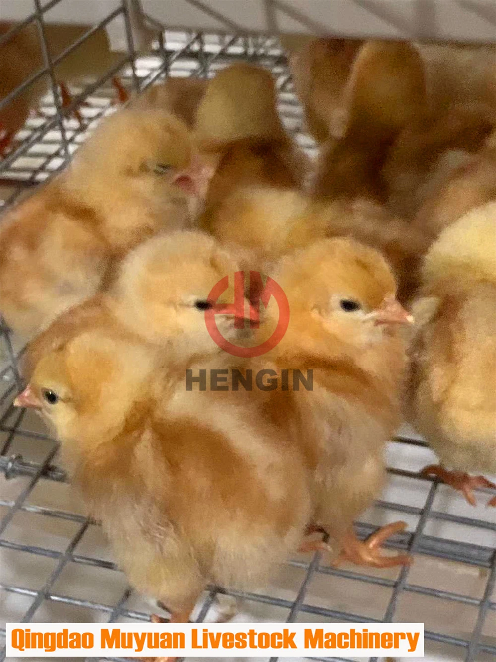 Pullet Cage المصنعين الدجاج التلقائي الطفل الدجاج الطفل الدجاج قفاص البطارية