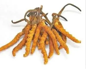 Extracto de Cordyceps de alta calidad de polvo Cordycepin Cordyceps Militaris polvo