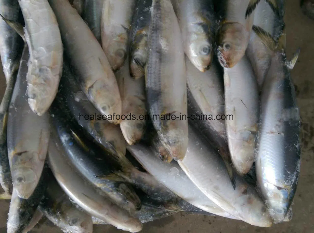 New Landing Sardine for Market