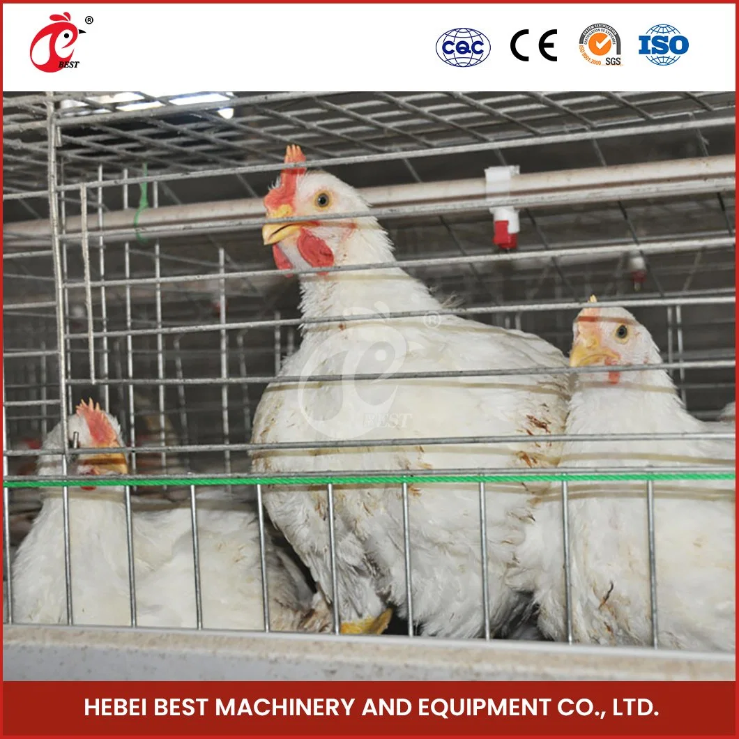 Bestchickencage China Grande Avicultura Crate Fabricante un Broiler automático Marco Jaulas personalizadas 400*400mm Área de trabajo mejor elección Coop de Pollo