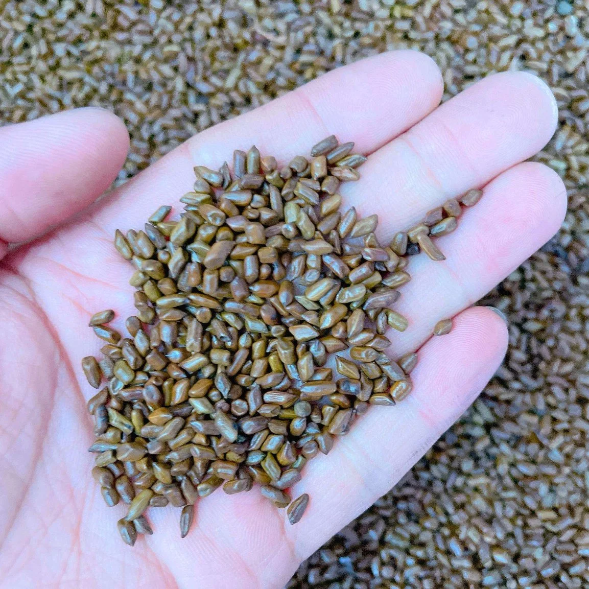 Organic Cassia Tora Seeds Extract Cassia Seed