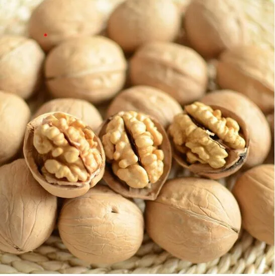 Excellent Quality Thin-Skin Raw Walnut with Shell in Bulk Wholesale/Supplier