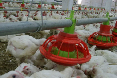 Diseño moderno equipo automático de la granja avícola galvanizado para la capa pollo