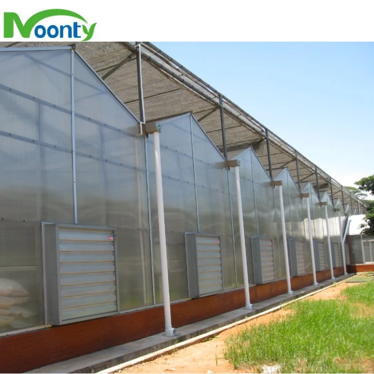 Venlo Type Polycarbonate/Glass Multispans Greenhouse with Hydro System