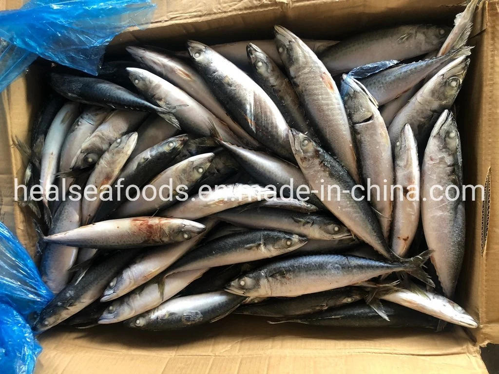 Size 100-150g No. 10 Sea Frozen Pacific Mackerel Thomson Fish for Rwanda