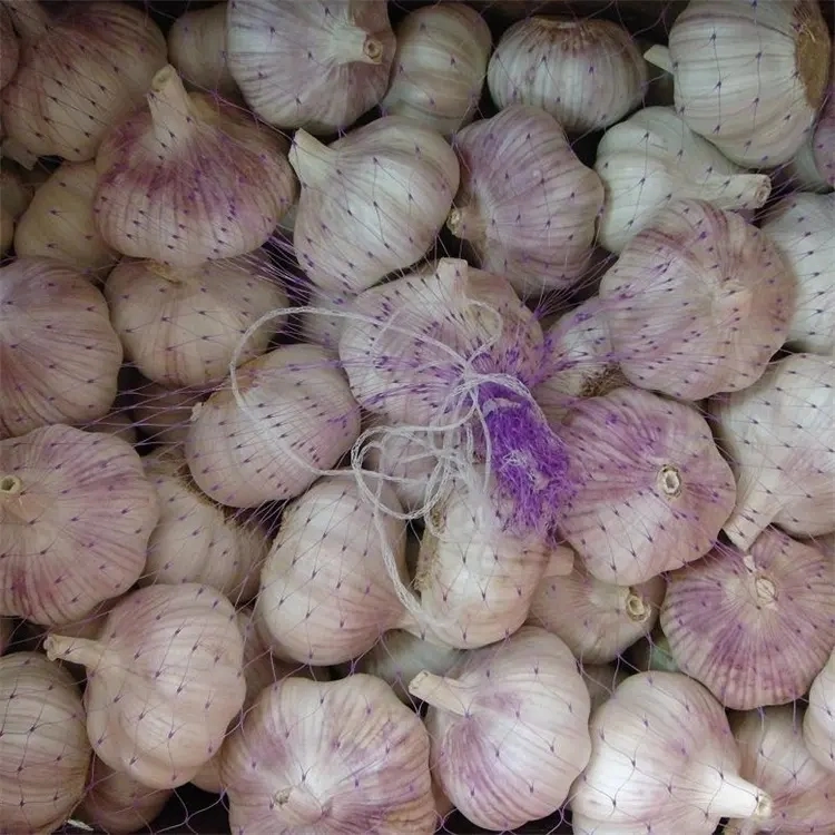 Fresh New Purple Garlic China Garlic Exporter Supplier