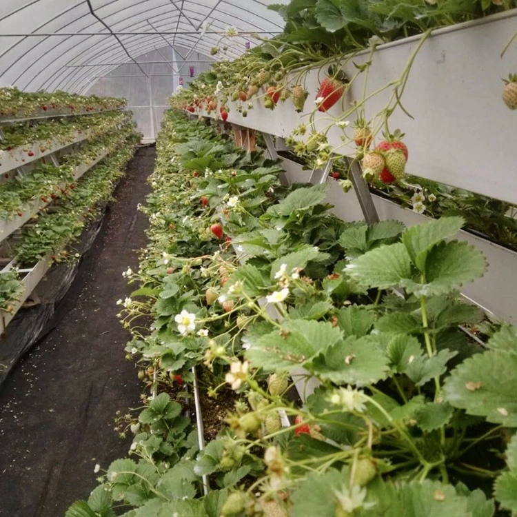 Agrícolas de alta calidad de la fresa de efecto invernadero PVC crecen fresas cultivo hidropónico Rack