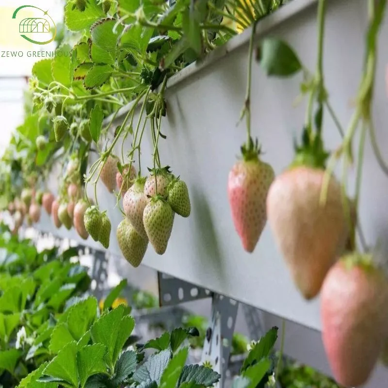 فيلم من نوع القوس متعدد النطاقات من نوع الدفيئة مع نظام فراولة Hydroponic