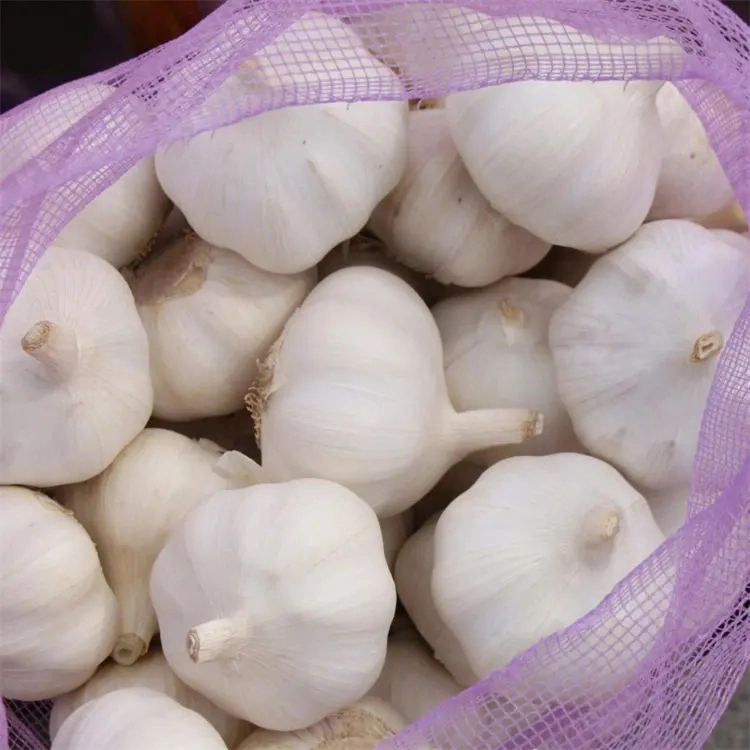 Les légumes frais blanc pur de l'ail de la taille de 5,0 - 5,5 cm à partir de la Chine