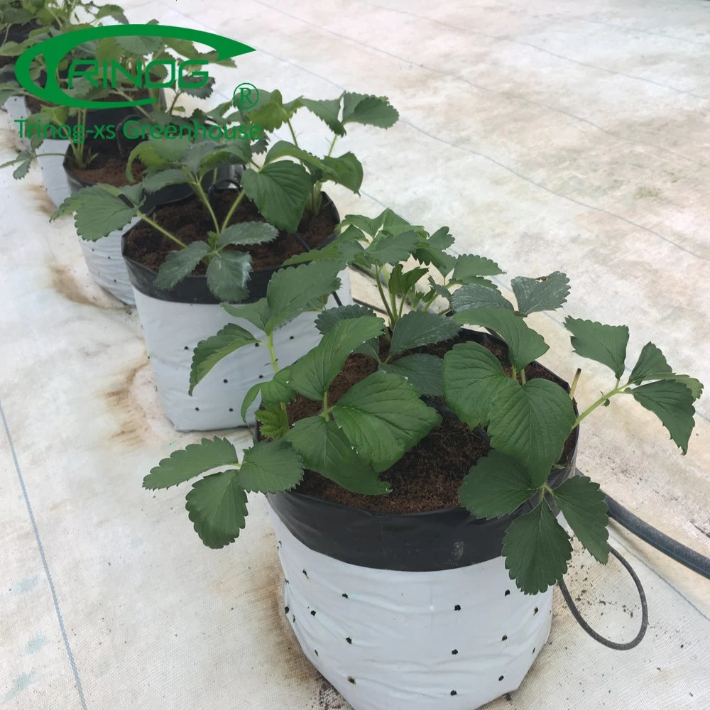 Growing bag substrate hydroponics system for strawberry