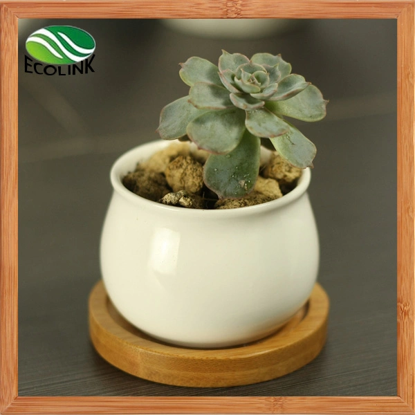 Various Ceramic Succulent Pot with Bamboo Tray